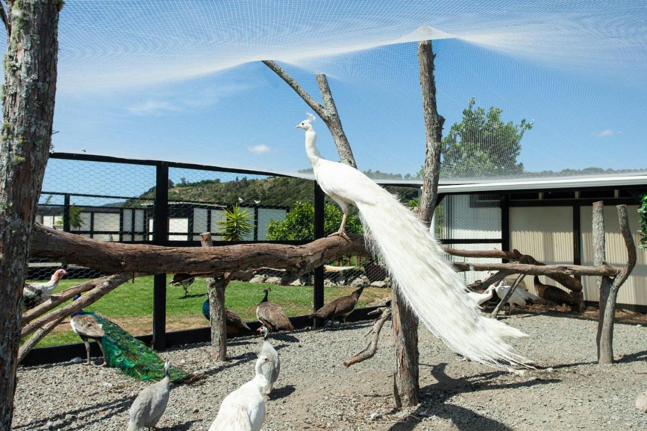 Peacock Lodge In Ngunguru Buitenkant foto