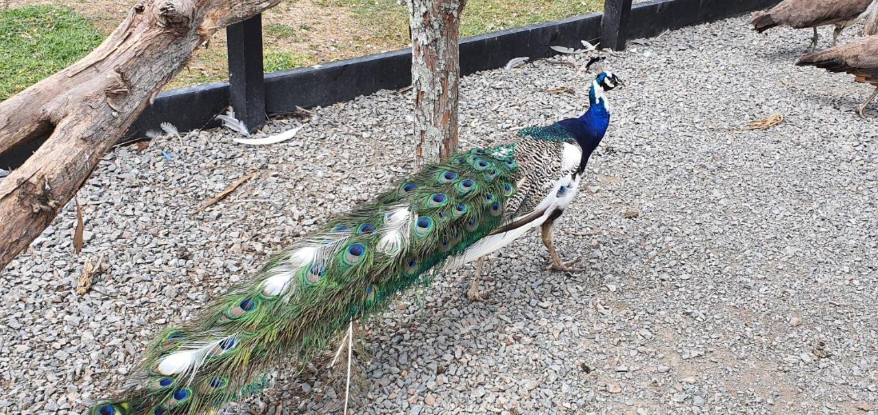 Peacock Lodge In Ngunguru Buitenkant foto